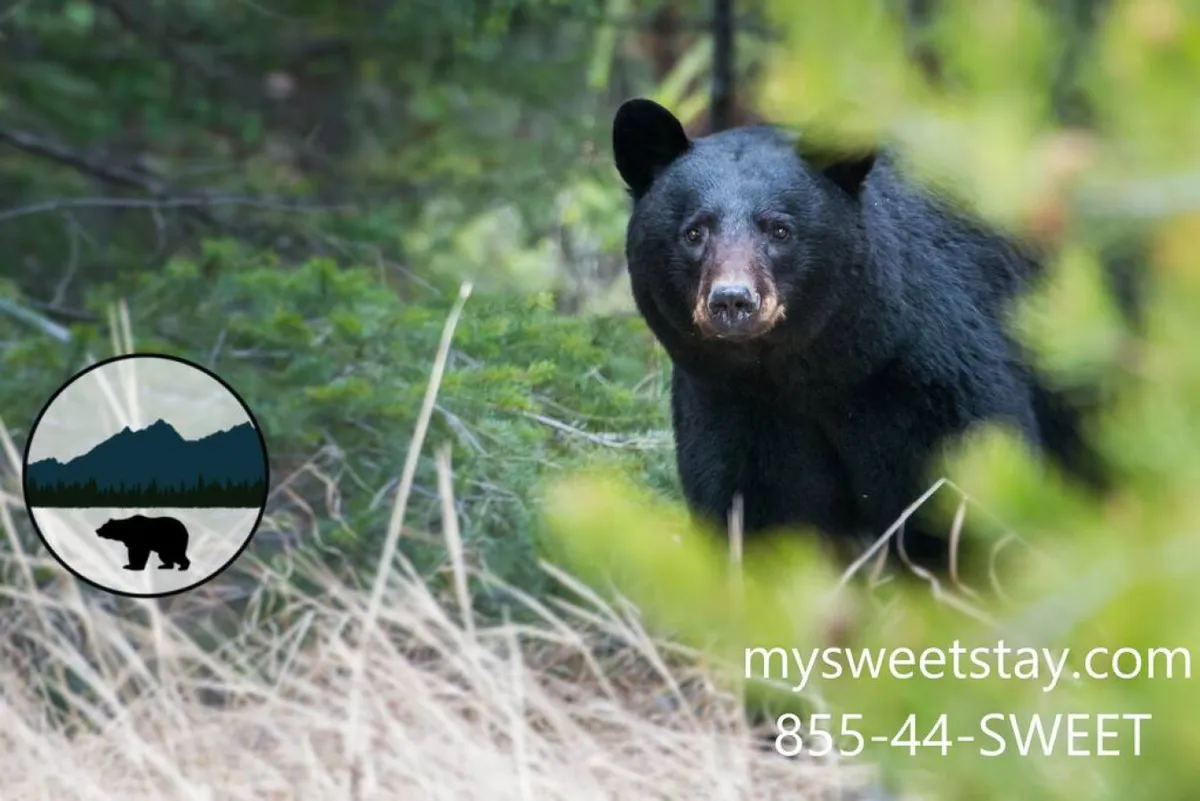 An eye-catching exterior shot of a black bear among green foliage in a natural landscape, evoking the wild, adventurous spirit of the Smoky Mountains area. The scene is tranquil yet adventurous, emphasizing nature exploration and local wildlife encounters.